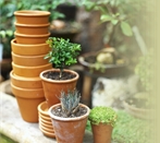 Flower pots